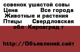 совенок ушастой совы › Цена ­ 5 000 - Все города Животные и растения » Птицы   . Свердловская обл.,Кировград г.